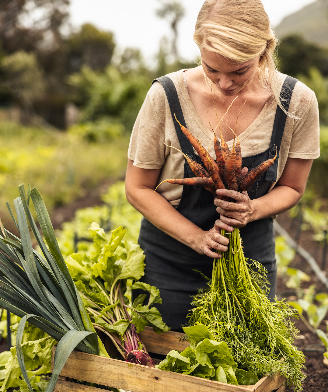 Woman harvesting vegetables in a garden.